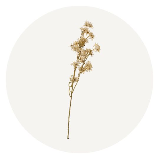 فروع